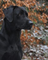 Labrador til jagt markprøve spor jagthunde hundehvalpe