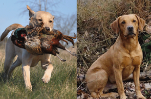 Labrador til jagt markprøve spor jagthunde hundehvalpe
